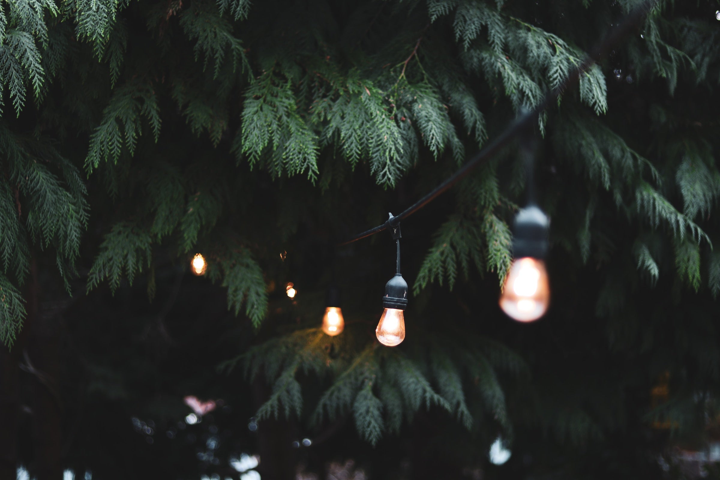 A row of lightbulbs in the forest signifying different ideas